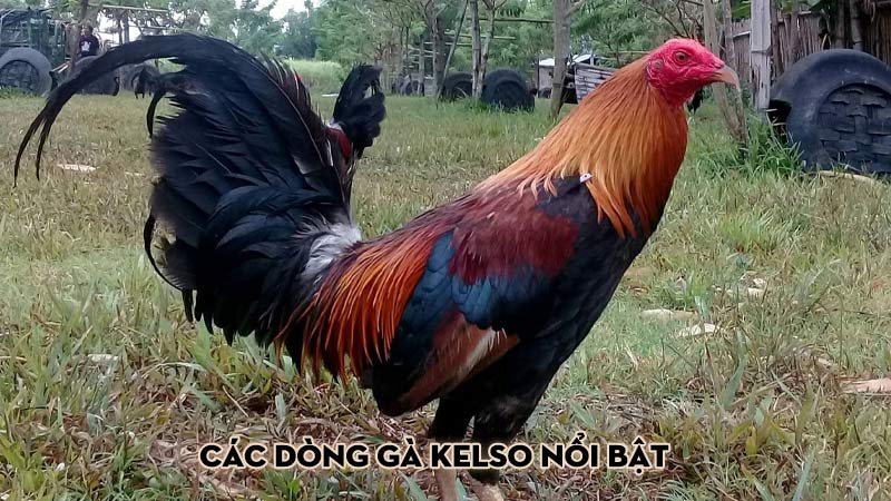 Các dòng gà Kelso nổi bật