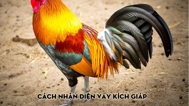 Cách nhận diện vảy kích giáp