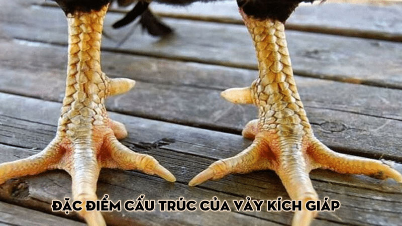 Đặc điểm cấu trúc của vảy kích giáp