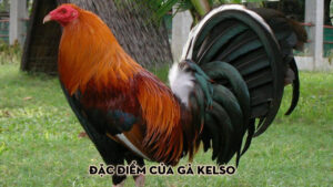 Đặc điểm của gà Kelso