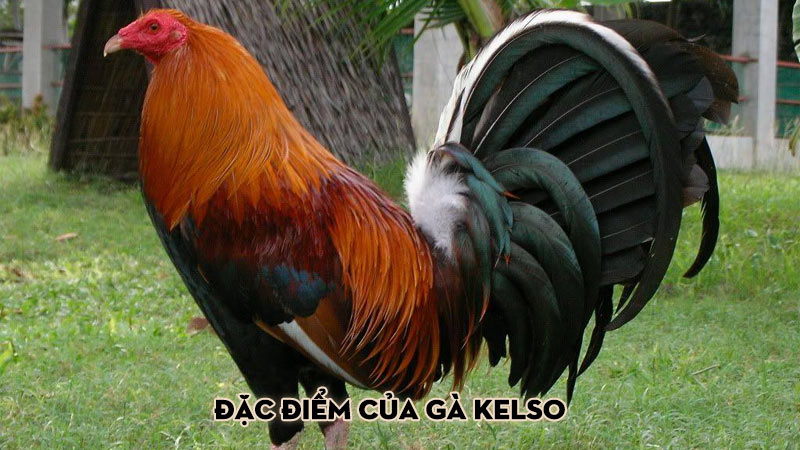 Đặc điểm của gà Kelso