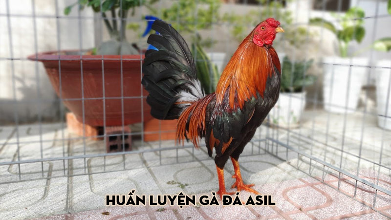 Huấn luyện gà đá Asil