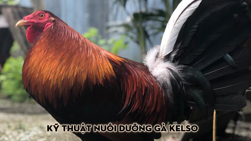 Kỹ thuật nuôi dưỡng gà Kelso