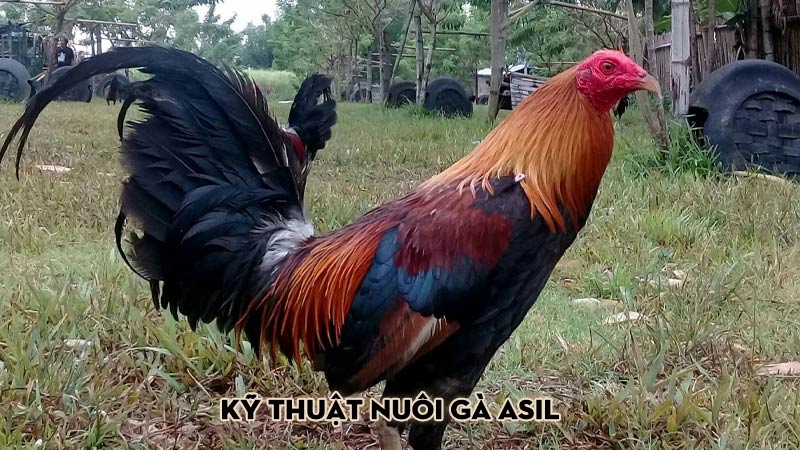 Kỹ thuật nuôi gà Asil