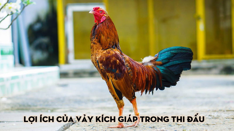 Lợi ích của vảy kích giáp trong thi đấu