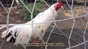 Cách Nhận Biết Gà Bướm