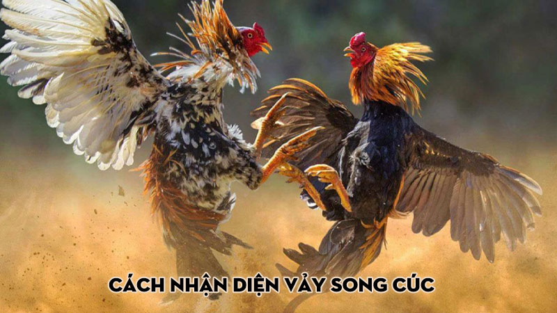 Cách nhận diện vảy song cúc