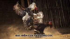 Đặc điểm của vảy song cúc