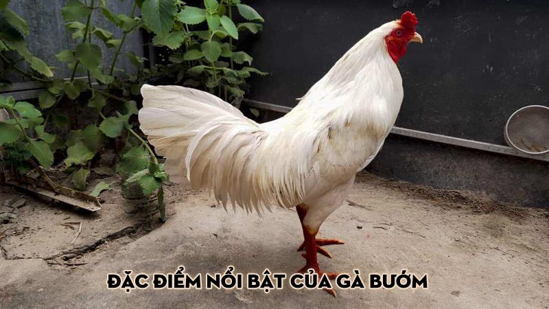 Đặc Điểm Nổi Bật Của Gà Bướm