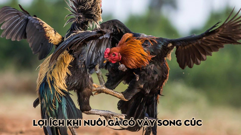 Lợi ích khi nuôi gà có vảy song cúc