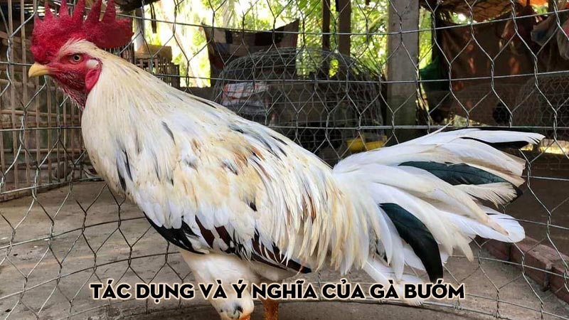 Tác Dụng Và Ý Nghĩa Của Gà Bướm