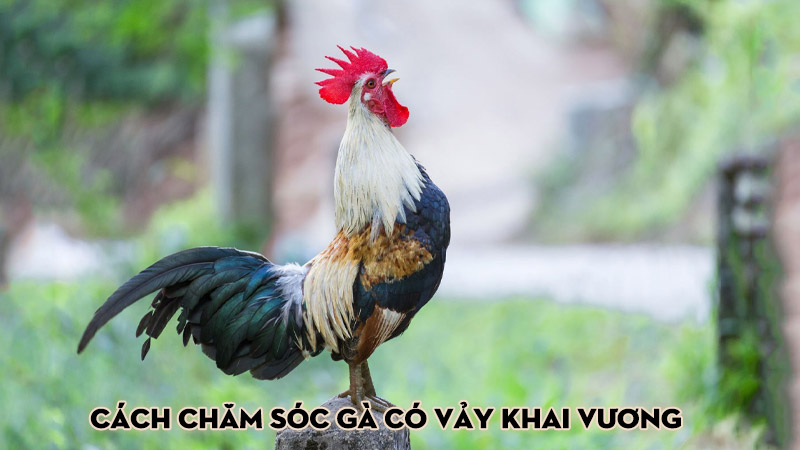 Cách chăm sóc gà có vảy khai vương