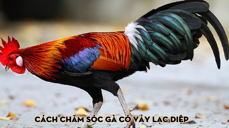 Cách chăm sóc gà có vảy lạc diệp