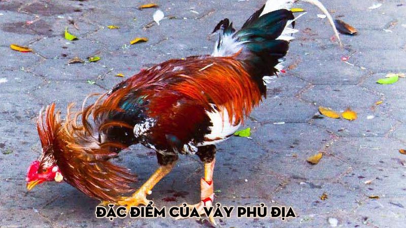 Đặc điểm của vảy phủ địa