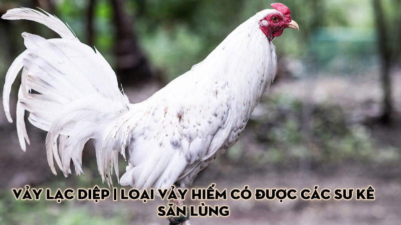 Vảy lạc diệp | Loại vảy hiếm có được các sư kê săn lùng