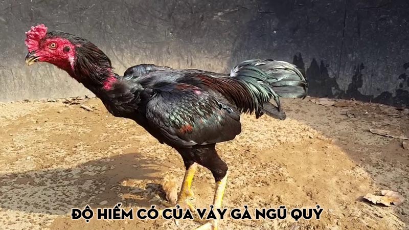 Độ hiếm có của vảy gà ngũ quỷ